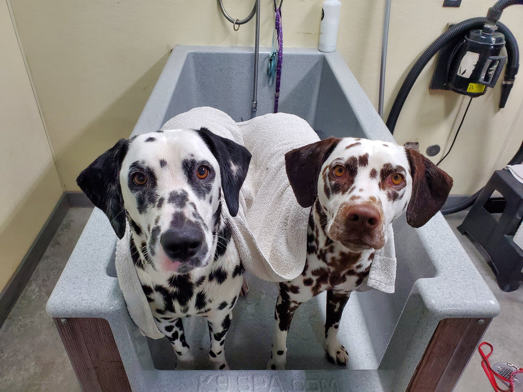 "Two Dalmatian farm dogs getting a bath — one classic black-spotted and one liver-spotted with recessive gene coloring getting a bath — our loyal best friends and helpers on the Montana farm"