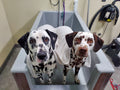 "Two Dalmatian farm dogs getting a bath — one classic black-spotted and one liver-spotted with recessive gene coloring getting a bath — our loyal best friends and helpers on the Montana farm"