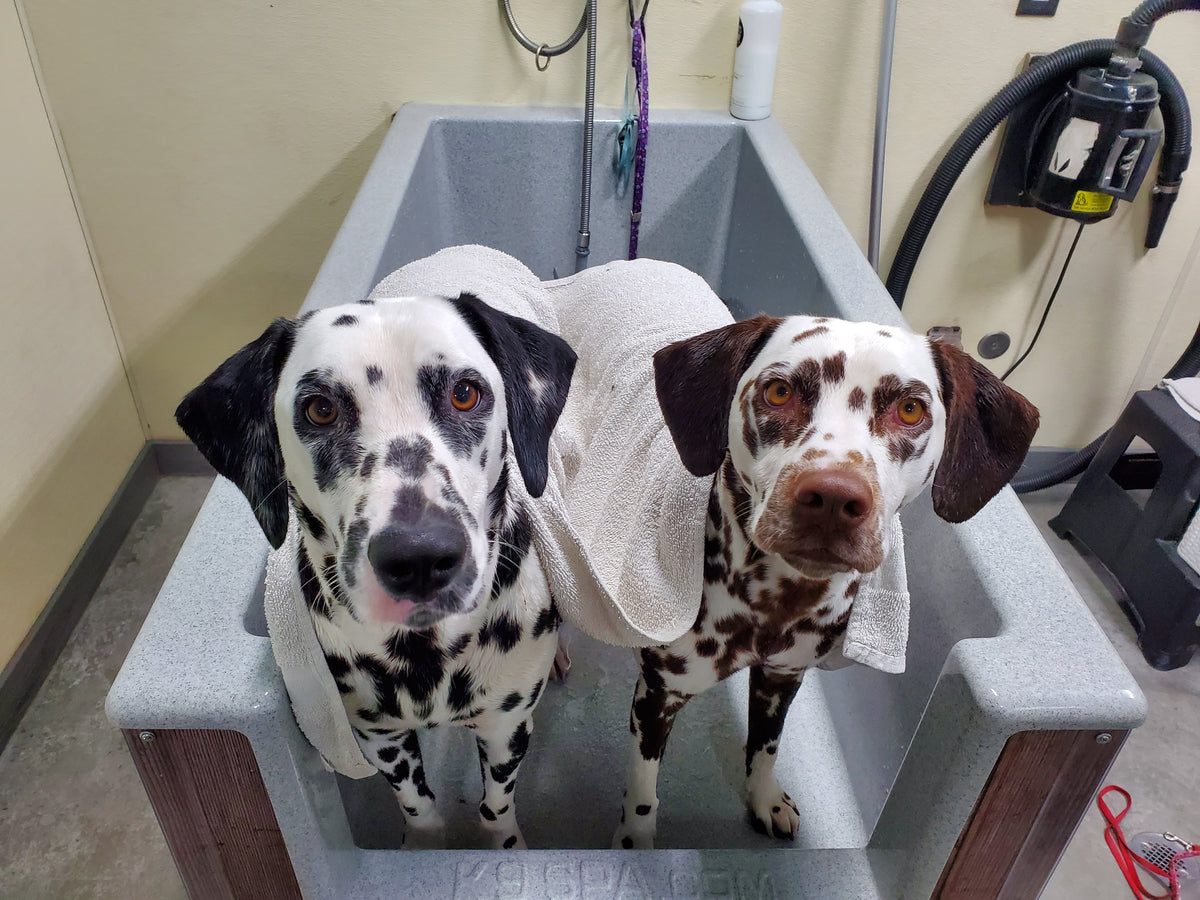 "Two Dalmatian farm dogs getting a bath — one classic black-spotted and one liver-spotted with recessive gene coloring getting a bath — our loyal best friends and helpers on the Montana farm"